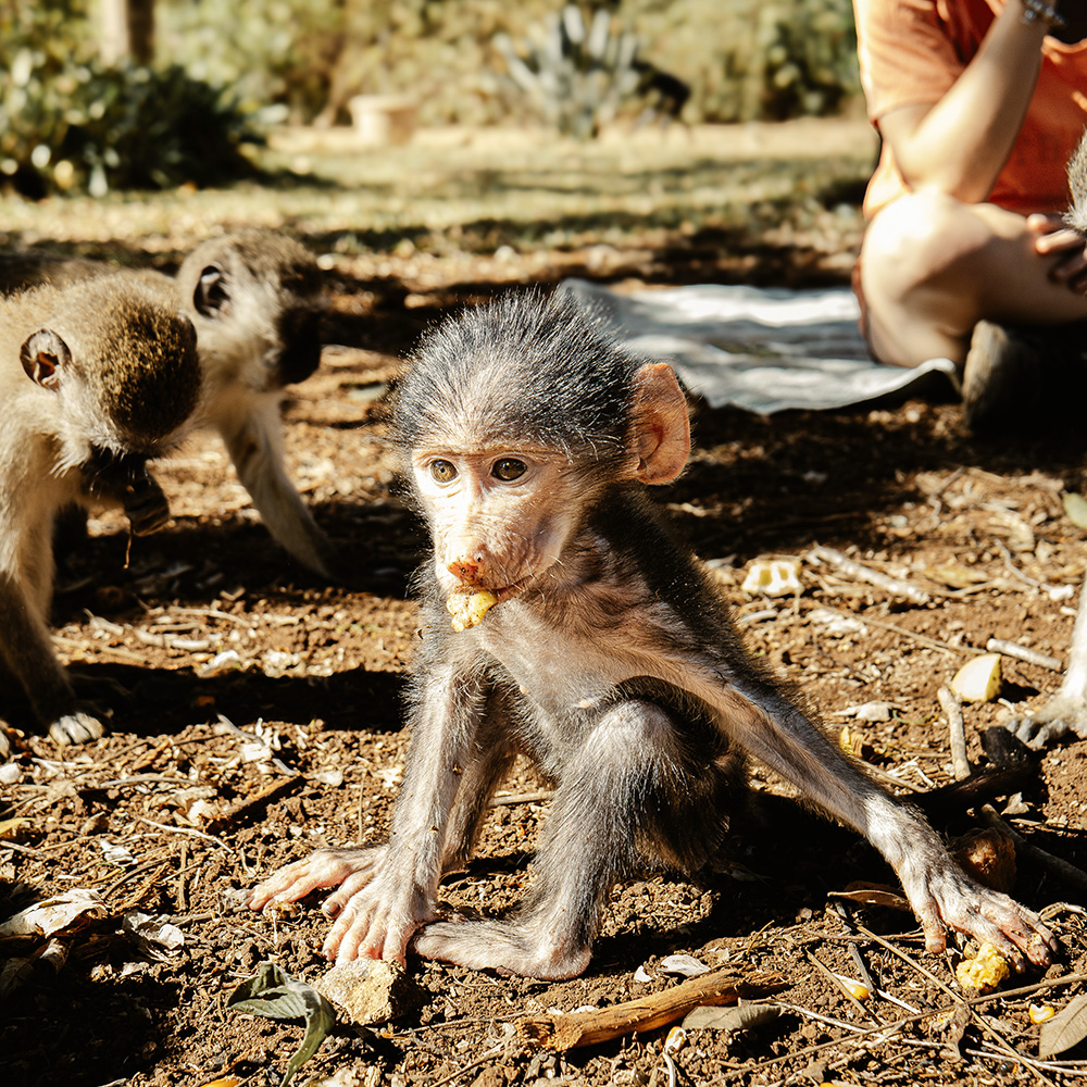 Wildlife Rehabilitation